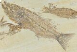 Multiple Fossil Fish (Mioplosus, Knightia & Diplomystus) Plate #307168-2